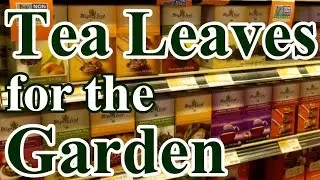 2 Min. Tip: How and Why We Use Tea Leaves in the Garden