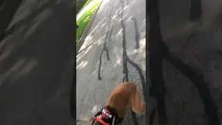 Another offleash dog charges, gets a nose full of citronella dog spray (sorry for bad angle)