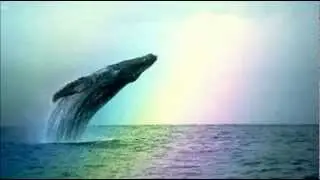Whales & Dolphins ~ Natural Sounds
