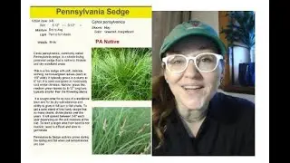 Pennsylvania Sedge Plant Profile