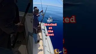 SHARKKKK #fishinf #diving #fish #hawaii #oahu #bigfosh #epiccatch #unreal