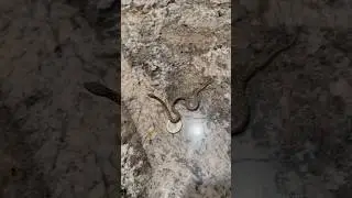 Snake so small it almost looks fake🐍 #tinysnake #nightsnake
