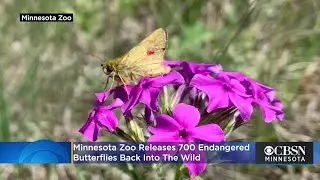 Minnesota Zoo Releases 700 Endangered Butterflies Back Into The Wild