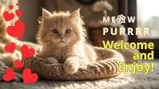 Chilling Cat Purr Moments with  Music