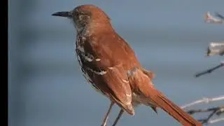 Western Kansas Birding Trip   SD 480p