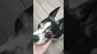 Serenity Brat Boston Rat Terrier Mix #cute #ilovemybostonterrier #bostonterrier
