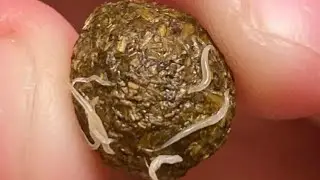 PINWORMS in rabbits😱