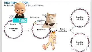 🧬DNA Replication in Prokaryotes Made Easy (No Memorization) 🤔💭