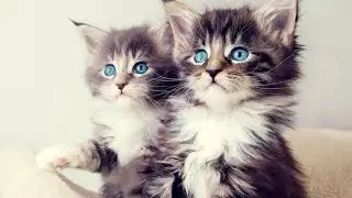 How to Make Your CAT Happy?  The most important ways for keeping your CAT happy 🐱🐱🐱😍😍😍