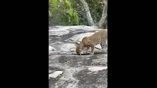 Sri Lanka Wild Life Tours | Spotting Sri Lankan Leopards in Yala National Park
