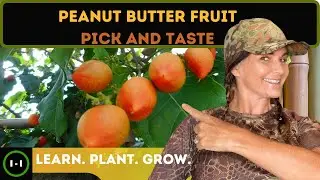 Peanut Butter Fruit |Pick and Taste |