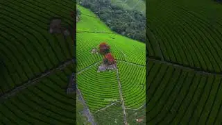 Beautiful Ooty Tea plantation #travel #youtubeshorts #trendingreels #trendingshorts #pairedpassportz