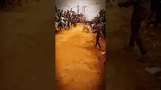 #Bull #attitude #whatsapp status #animals #viral#video#youtube shorts # #like #share #subscribe