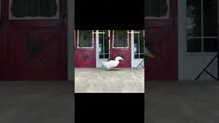 Duck Running 6 (viral tiktok)