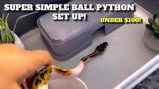 How To Make A Temporary Ball Python Set Up Under $100