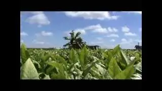 Récolte de tabac Burley en tige avec un prototype porté - ARVALIS-infos.fr