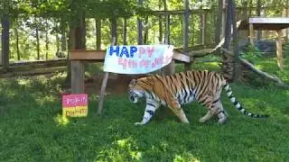 Fourth of July Enrichment!