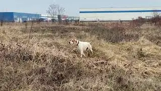 English Pointer Pheasant Hunting