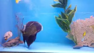 Fins & Friends &bull; French Angelfish &bull; 05-31-16 Tuesday