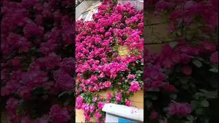 Title Background Effects | Seasonal Flowers
