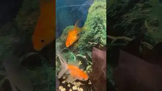 Beautiful Fish 🐠 | Nature&rsquo;s Living Art #shortsfeed #trending #fyp #shorts #viral #views #ytshorts