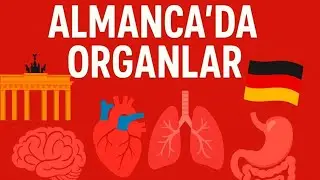 Almanca'da Organlar - Tıp ve Sağlık