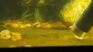 Springfish fighting display