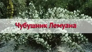 Чубушник (жасмин садовый) лемуана 🌿 Посадка. саженцы, крупномеры чубушника (жасмина садового)