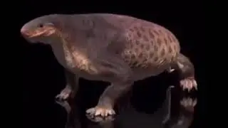 fat lizard