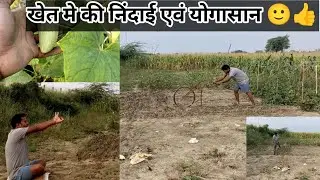 खेत मे कीया योगासन और निंदाई🙂🥰|#vlogvideo#farmerstruggle #indiansocialmediapersonality#youtubevideo 