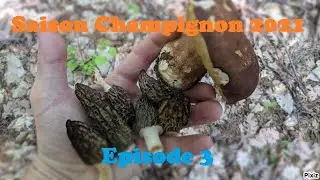 Saison Champignons 2021 *&Eacute;pisode 3* Le C&egrave;pe chasse la Morille !