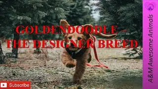 Goldendoodle - The Designer Breed