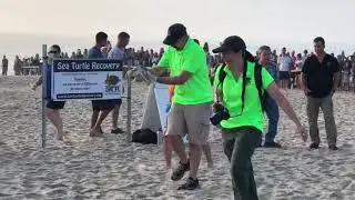 Sea Turtle Recovery + 4 Sea Turtles Release + Point Pleasant New Jersey