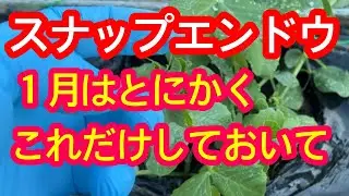【スナップエンドウ】今しか出来ない作業。春に大きく甘い実をたくさん収穫するために１月にして欲しいポイントを３つ解説します。