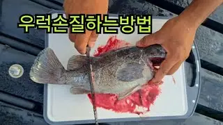 우럭손질하는법 우럭피빼기(시메) 머리 내장손 질법 동영상🐟🐟😱😱🐟🐟 How to keep fish caught fresh#낚시#우럭낚시#바다낚시터 #좌대낚시#바다좌대#낚시터