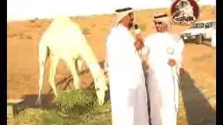 الجزء الرايع للقاء الشيخ مطر بن معنيه وعرض ابله
