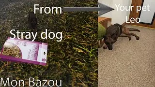 How to get your dog Leo Mon Bazou
