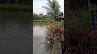 spot rawa predator