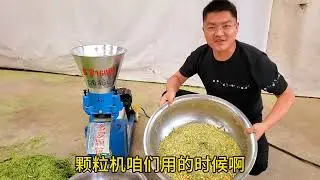 To make feed pellet with green grass ,maise,wheat bran.#poultry #livestock #breeding