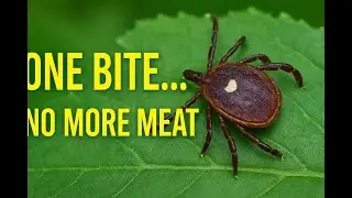 The Tick That Makes You Hate Meat - The Lone Star Tick