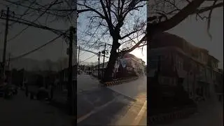 &ldquo;A thousand-year-old tree standing by a rural road in China.&rdquo;中国农村路边一棵千年古树！#AncientTree #RuralChina