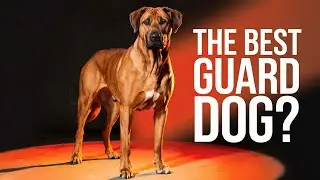 Why the Rhodesian Ridgeback Is the Best Guard Dog You&rsquo;ve Never Heard Of!