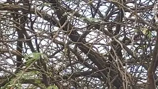 Mixed colony of Brahminy starlings and red vented bulbuls on an Acasia tree