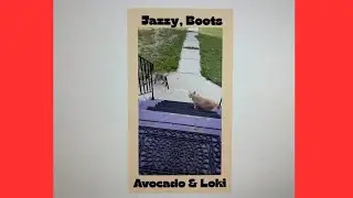 Another Compilation Videos of our Spoiled Cats #catvideos #dailyroutine #catlovers #familypet