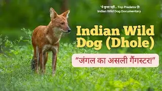 Indian Wild #Dog #facts Most dangerous predator!&rdquo;