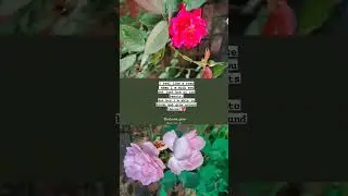 ❤️🥀 #quotes #rose #lines  #lovequotes #viral