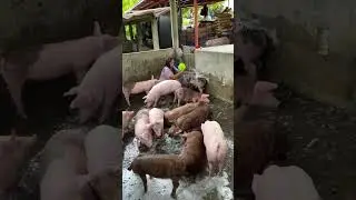 How Bad Feeding Affects Pig Health #PigFeed #FarmHacks #LivestockCare