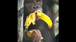 New Music 2016 / 2017 Afro Beat Instrumental
