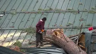 גיזום עצים במרכז אורי 050-80-900-90 כריתת עצים בפתח תקווה
