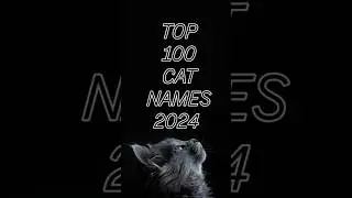 TOP 100 CAT NAMES OF 2024 85 - 81 #cats #catnames #top100 #cat #cats #lists #shorts